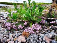 Двинские луды и Лодейная губа: штиль, жара и ведра трески