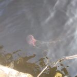 Неделя на Белом море: камбала, одна «киллошная трещина», погода прыгала