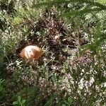 Неделя на Белом море: камбала, одна «киллошная трещина», погода прыгала