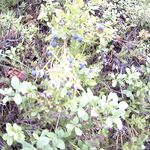 Неделя на Белом море: камбала, одна «киллошная трещина», погода прыгала