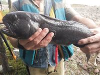 Сидоров, Никольская, Шарапиха: зубатка эпизодом, треска — два вечера