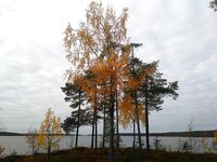 Кереть и озёра: щука-окунь, Ю-Зурик Aile Magnet и сиг «на зиму»