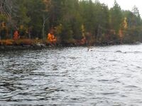 Кереть и озёра: щука-окунь, Ю-Зурик Aile Magnet и сиг «на зиму»