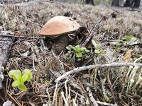 Старт из Чупы и две лодки: Беломорканал, Лысуха, ночёвка в Медвежьегорске, Чупа