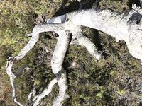 Старт из Чупы и две лодки: Беломорканал, Лысуха, ночёвка в Медвежьегорске, Чупа