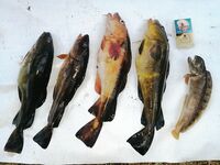 «В такую погоду волнам не верь»: к Соколке не пошли, ламинария, мидии и ягоды