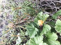 «В такую погоду волнам не верь»: к Соколке не пошли, ламинария, мидии и ягоды