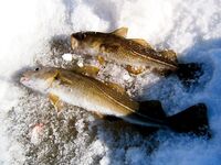 У дачи, причал, 12 м: креветка + самопальная блесна с одинарником — свежак