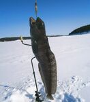 Весенний зубарь: тот же район, короткий заход и фото трофея