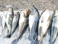 Июль 2018, жара: купание каждый день, треска, мидии и щенкам ищут дом