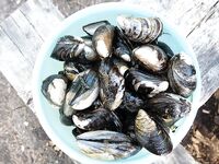 Июль 2018, жара: купание каждый день, треска, мидии и щенкам ищут дом