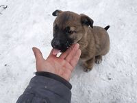 Июль 2018, жара: купание каждый день, треска, мидии и щенкам ищут дом