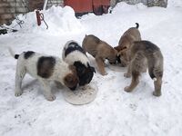 Июль 2018, жара: купание каждый день, треска, мидии и щенкам ищут дом