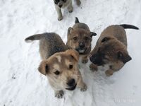 Июль 2018, жара: купание каждый день, треска, мидии и щенкам ищут дом