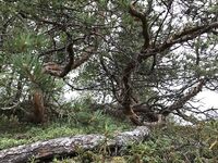 Карелия не парная, а парИлка: полевая баня, кругосветка по Пежу, Киврей и Луды