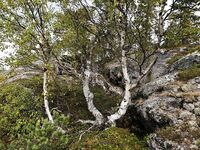 Карелия не парная, а парИлка: полевая баня, кругосветка по Пежу, Киврей и Луды