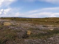 Карелия не парная, а парИлка: полевая баня, кругосветка по Пежу, Киврей и Луды