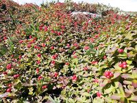 Карелия не парная, а парИлка: полевая баня, кругосветка по Пежу, Киврей и Луды