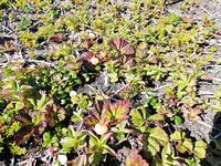 Карелия не парная, а парИлка: полевая баня, кругосветка по Пежу, Киврей и Луды