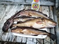 Карелия не парная, а парИлка: полевая баня, кругосветка по Пежу, Киврей и Луды