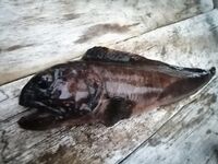 Карелия не парная, а парИлка: полевая баня, кругосветка по Пежу, Киврей и Луды