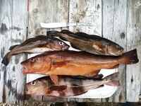 Карелия не парная, а парИлка: полевая баня, кругосветка по Пежу, Киврей и Луды