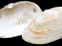 На фото мидии, вкусные — а копают другие ракушки для рыбалки