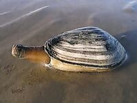 Ракушка Мия: стоит вверх сифоном — снимаем плёнку, зубатка жрёт