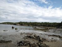 Пескожил — лучшее на отливе: бугорок из песчаных колбасок, режем на три части