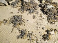 Пескожил — лучшее на отливе: бугорок из песчаных колбасок, режем на три части