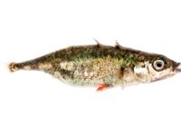 Если это та приманка, то да — в Белом отличий немного, треска жрёт всё подряд