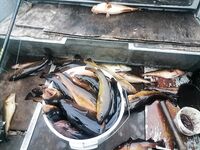 Вот и она — фиксация подхода рыбы без лишних слов