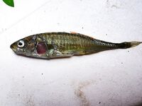 15–18 числа: по рыбе слабовато, мотор кашлял на банке, черники море — купались и отдыхали