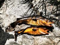 15–18 числа: по рыбе слабовато, мотор кашлял на банке, черники море — купались и отдыхали