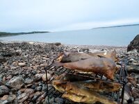 Вторая поездка: Лодейная губа, плоская Двинская луда — поймал отпусти, дожди каждый день