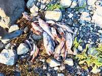 Прилив и отлив рулят: сначала тишина, потом подошла треска и зубатка, наживку съедали в ноль