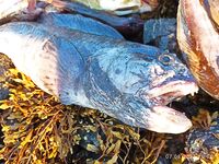 Прилив и отлив рулят: сначала тишина, потом подошла треска и зубатка, наживку съедали в ноль