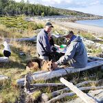 У Сидорова пикник и купание, по рыбе грустно — две белухи шли в залив, ждём селёдку