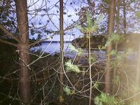 Чкаловский сейчас: фото природы, питомец в кадре и чем занят Valentin — мини-дайджест