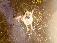 Чкаловский сейчас: фото природы, питомец в кадре и чем занят Valentin — мини-дайджест