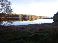 Чкаловский сейчас: фото природы, питомец в кадре и чем занят Valentin — мини-дайджест