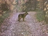 Чкаловский сейчас: фото природы, питомец в кадре и чем занят Valentin — мини-дайджест