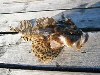 Красавец! Коротко по делу — без воды и лишних слов