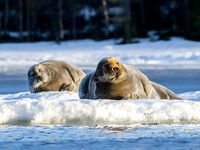 Сезон открыт: пресняка много, треска мелкая, тюленей тьма — селёдка рядом