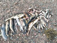 На убыли под грозу: лило и гремело, улов в отлив собрали без фото