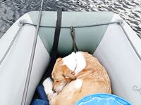 По дороге в Умбу и севернее воруют — но у меня сторож, держим ухо востро