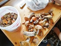 Река Кереть: окунь, плотва, язь сошёл у ног; заодно грибочков набрали