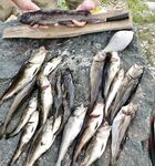 У Оленного вечер порадовал: три зубатки и треска, вернулись в 23:30