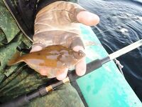 Камбала приловом в Никольской губе, волочение по дну на пескожиля