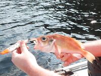 Под скалой ловили: один раз клев бешеный, тогда же окуня взяли